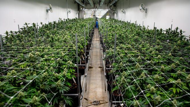 marijuana crops