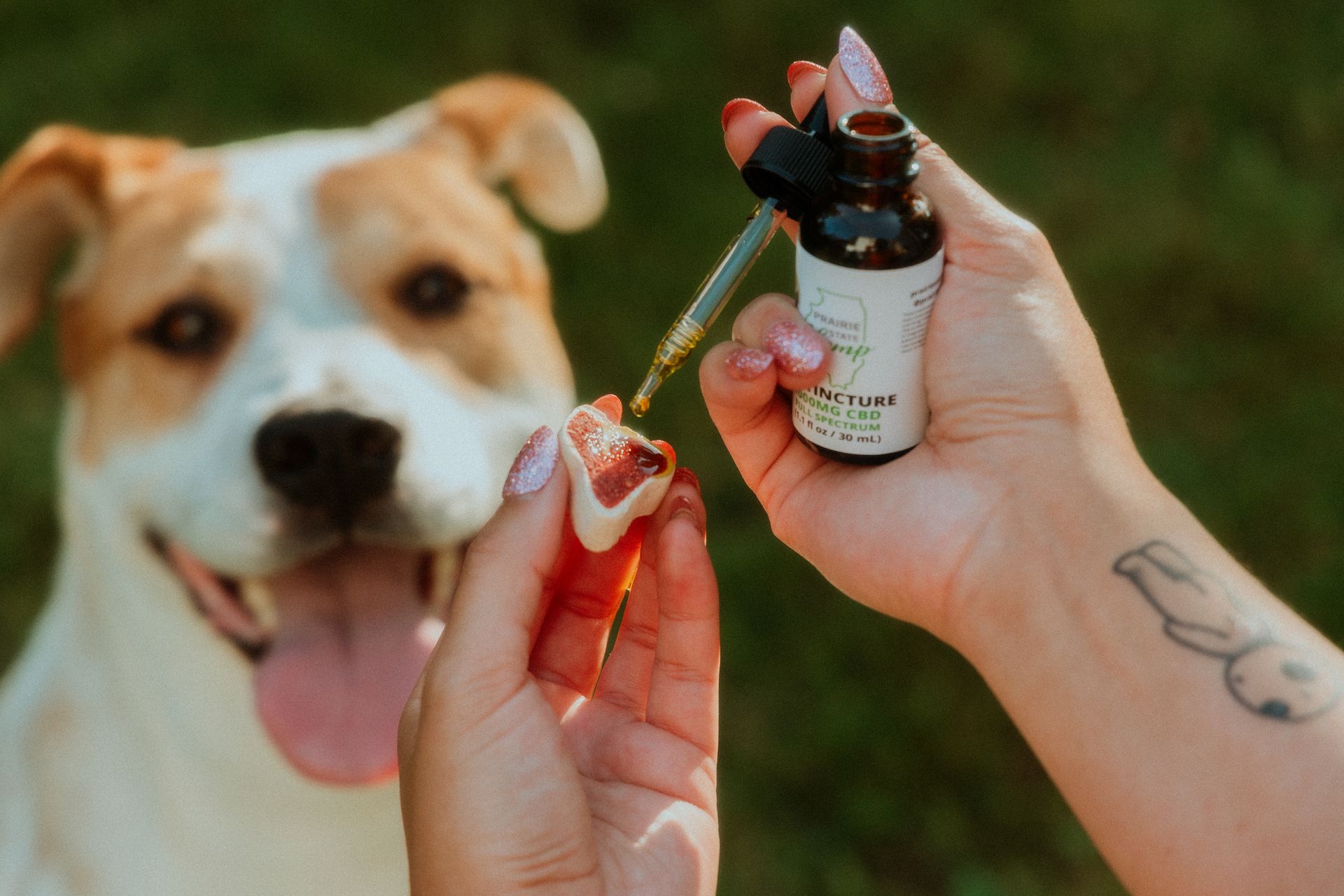 CBD for pets, hemp pet tincture, hemp oil for dogs, CBD for dog anxiety, pet wellness, natural