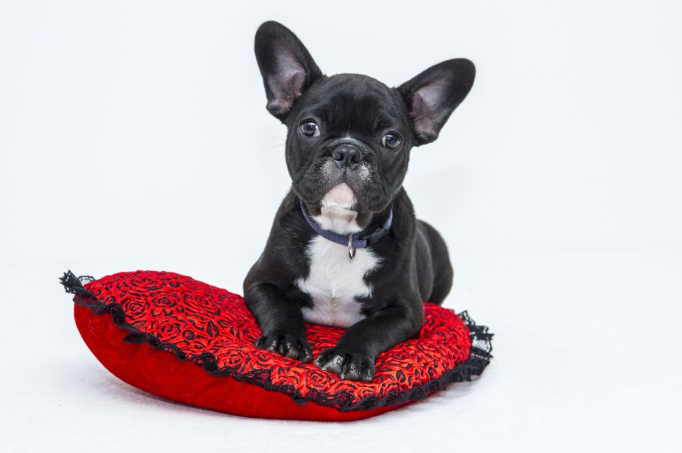 Een zwart-witte Franse bulldogpuppy ligt te rusten op een rood hartvormig kussen tegen een witte achtergrond.