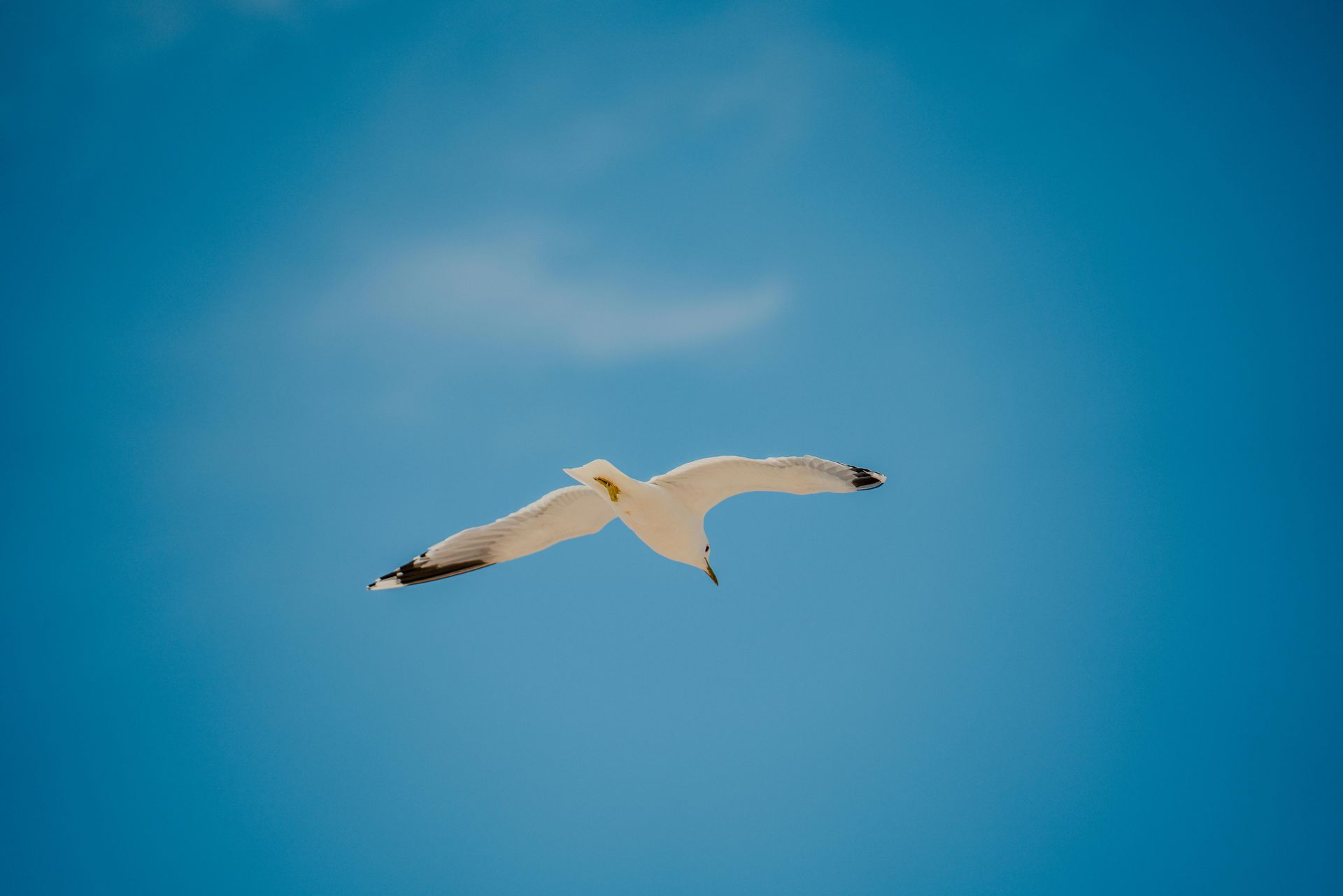 Een witte meeuw met zwartgepunte vleugels vliegt door een helderblauwe lucht.