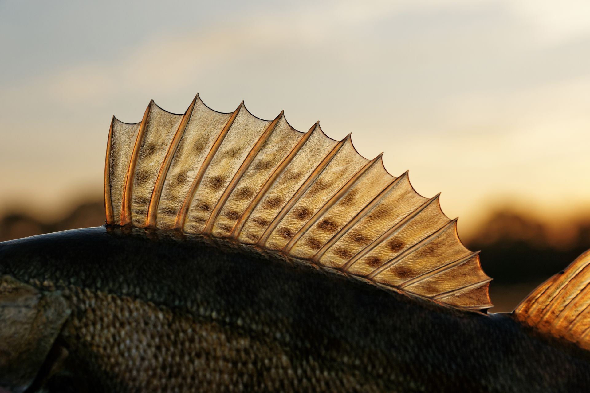 Close-up of a fish’s translucent dorsal fin against a warm sunset sky
