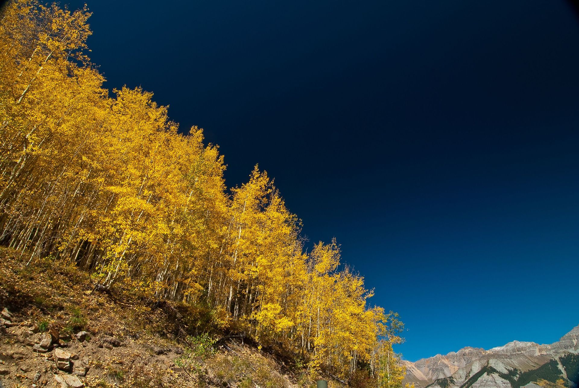 Golden autumn trees on a hillside under a deep blue sky with mountains in the distance