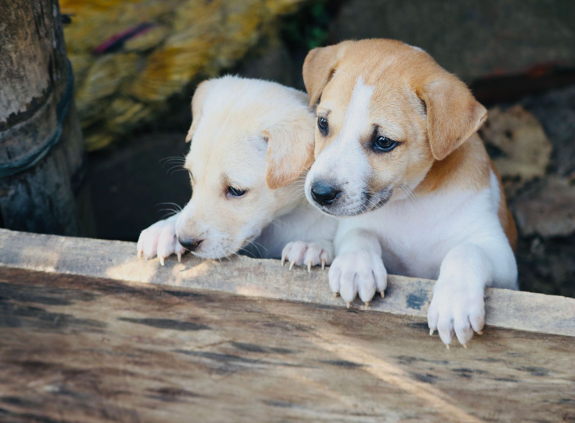Two puppies peeking over a wooden ledge, one white and one tan and white