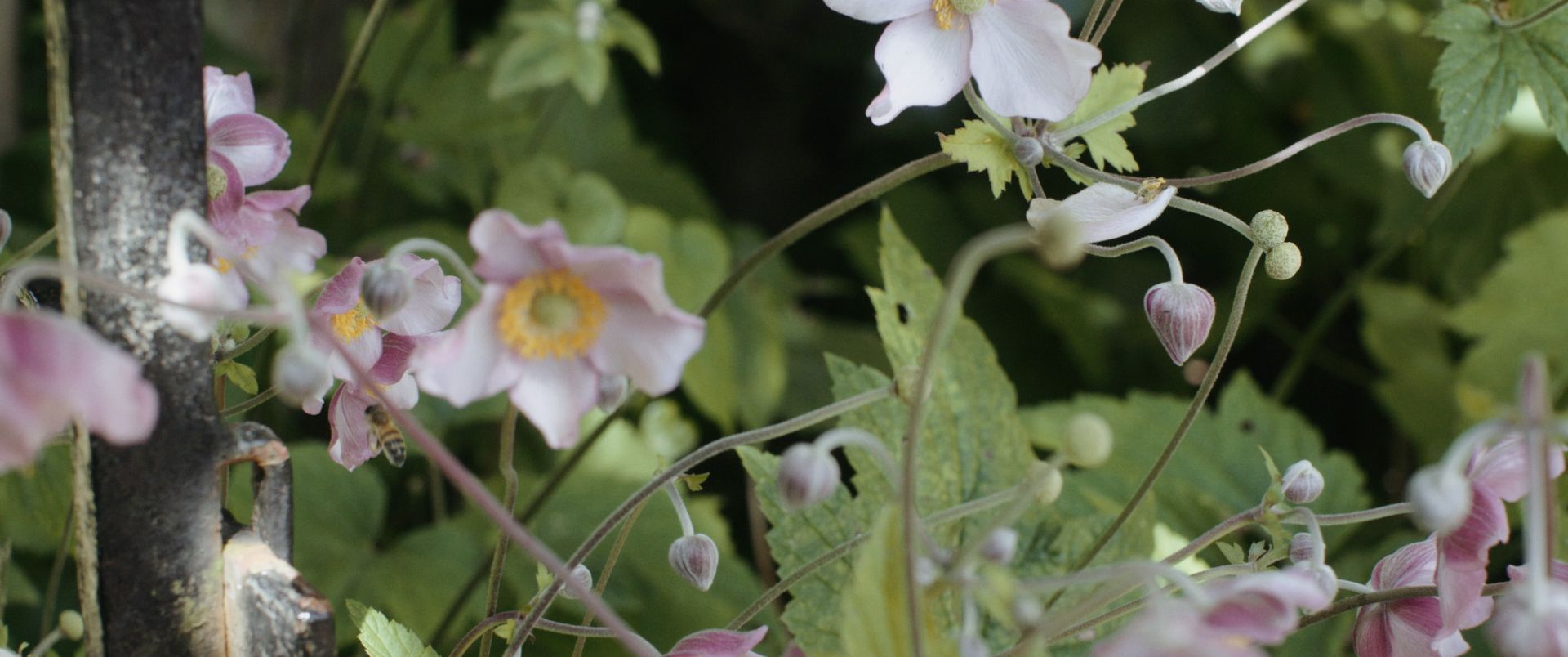 Gallery Image - Astrantia 23