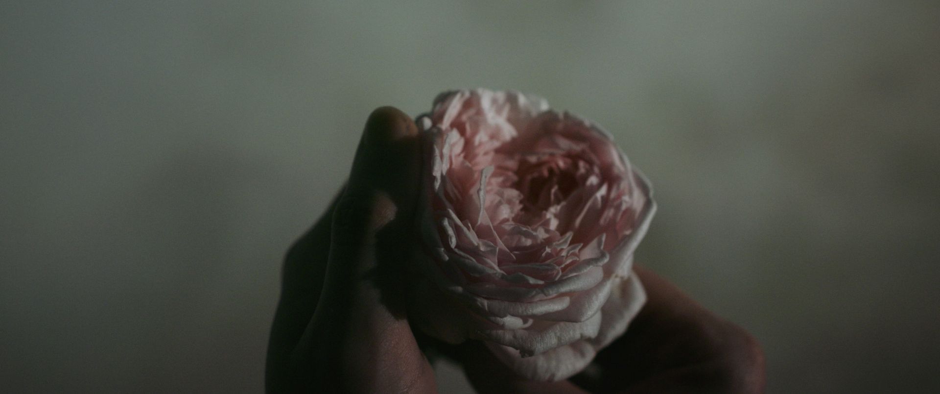 Gallery Image - Astrantia 13