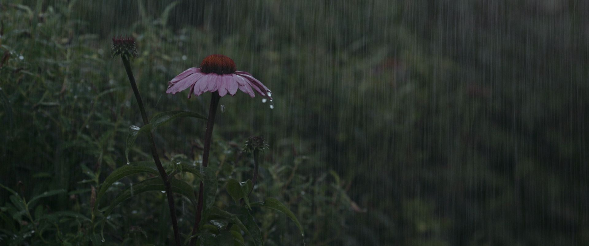 Gallery Image - Astrantia 8