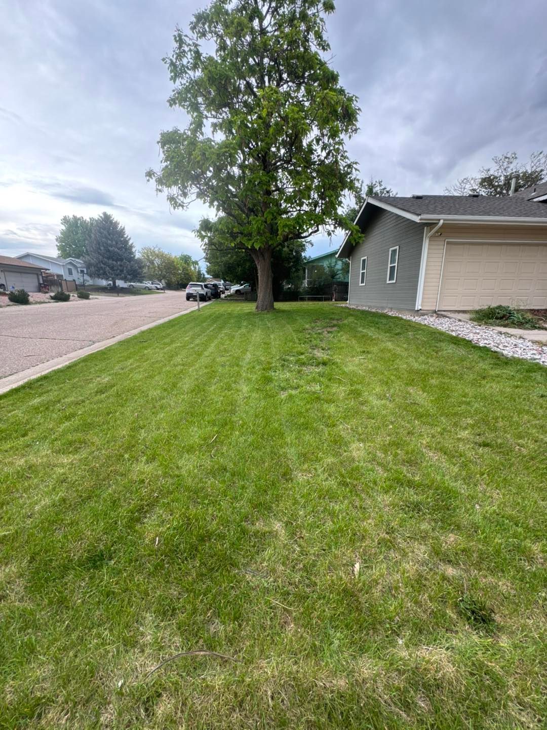 Lush green lawn with a tree in the center and a house to the right under a cloudy sky.
