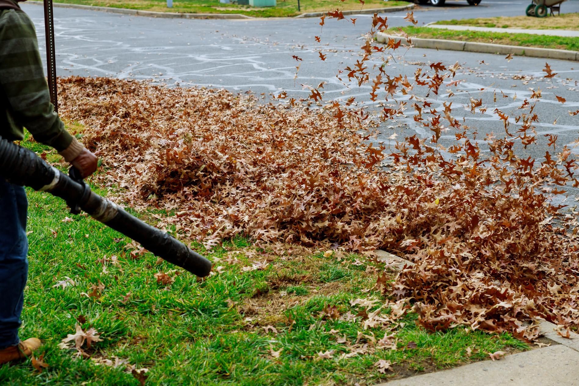 Person blowing dried leaves from grass onto pavement with a leaf blower.