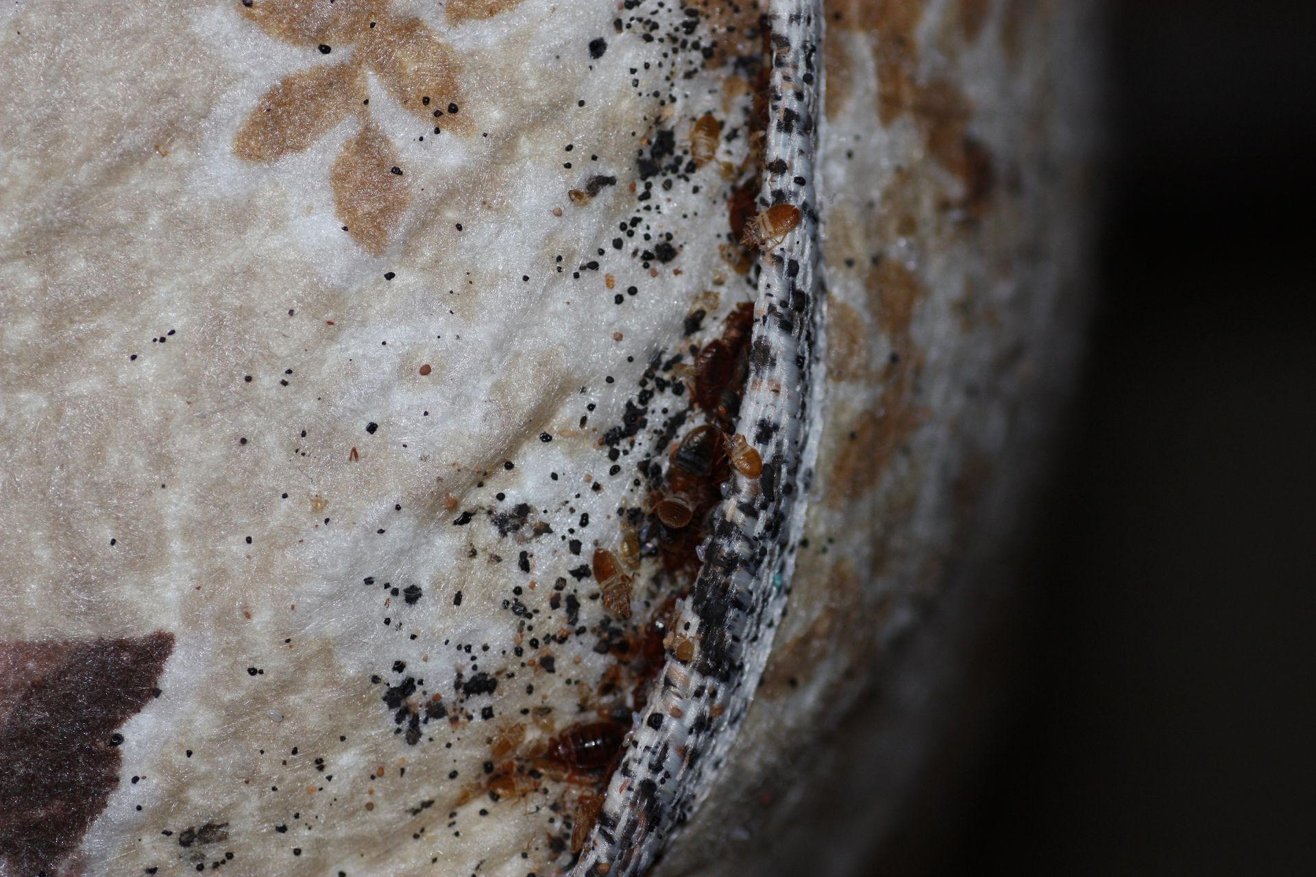 bed bug eggs on mattress 