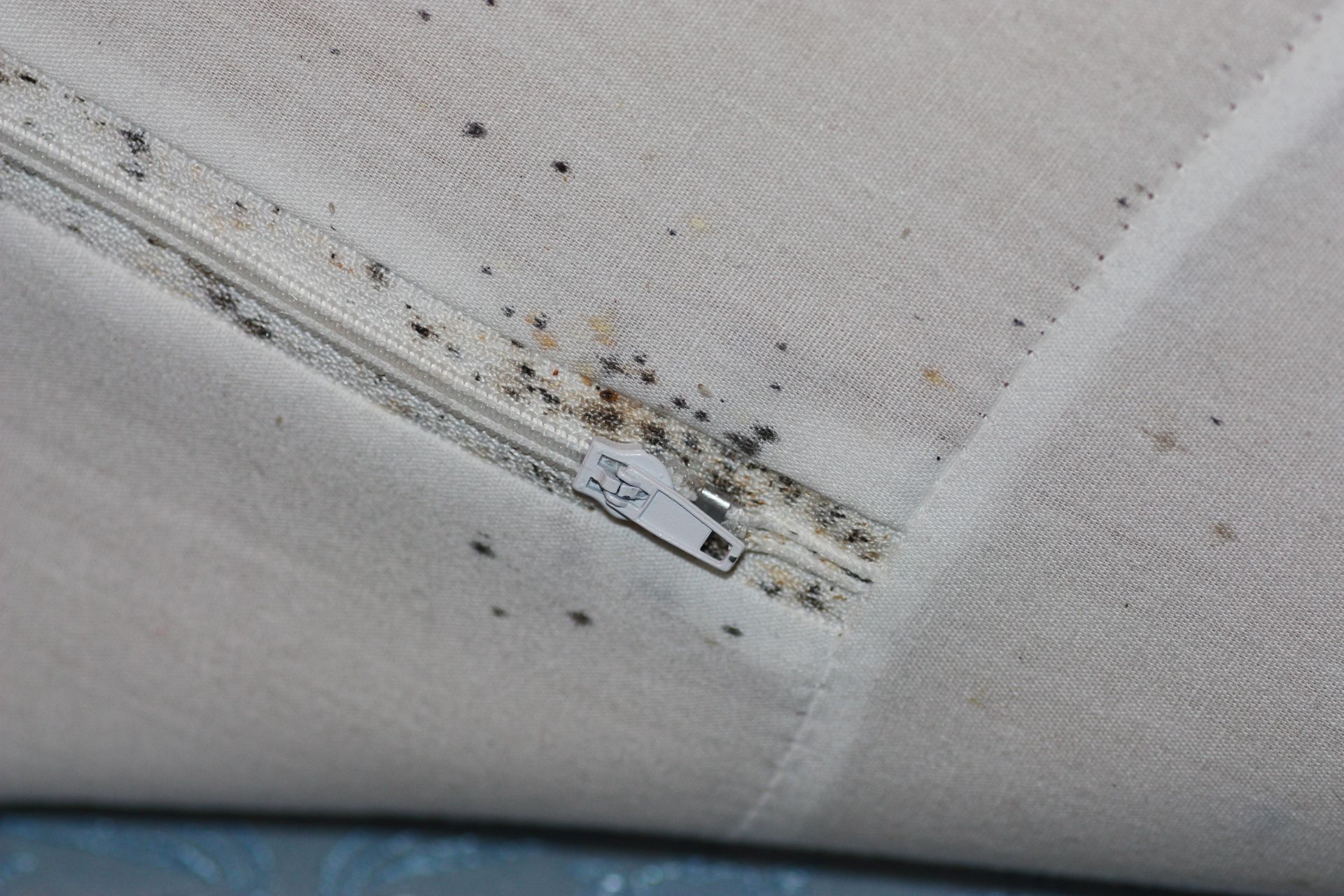 signs of bed bugs on a mattress