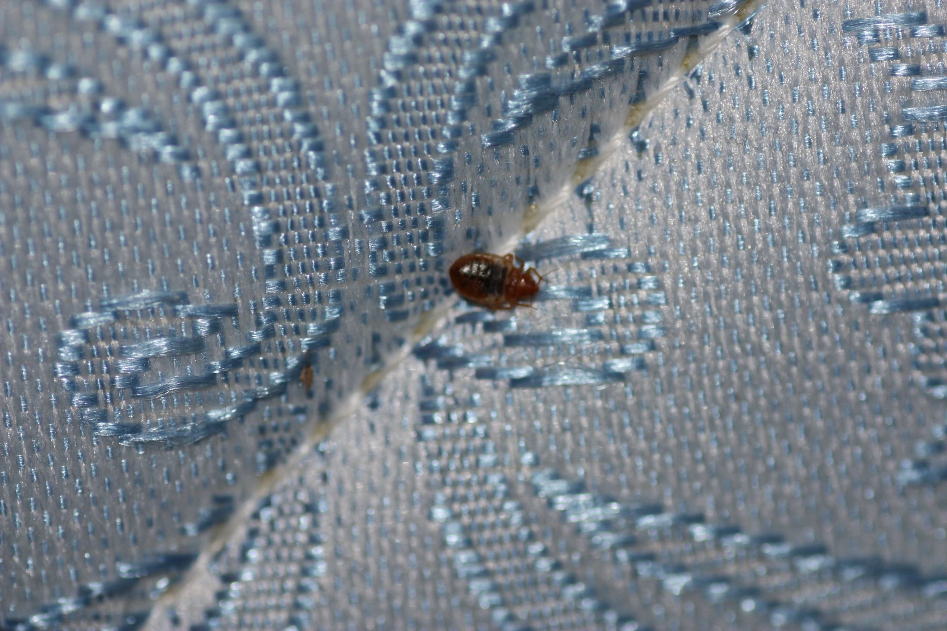 picture of bed bug on mattress