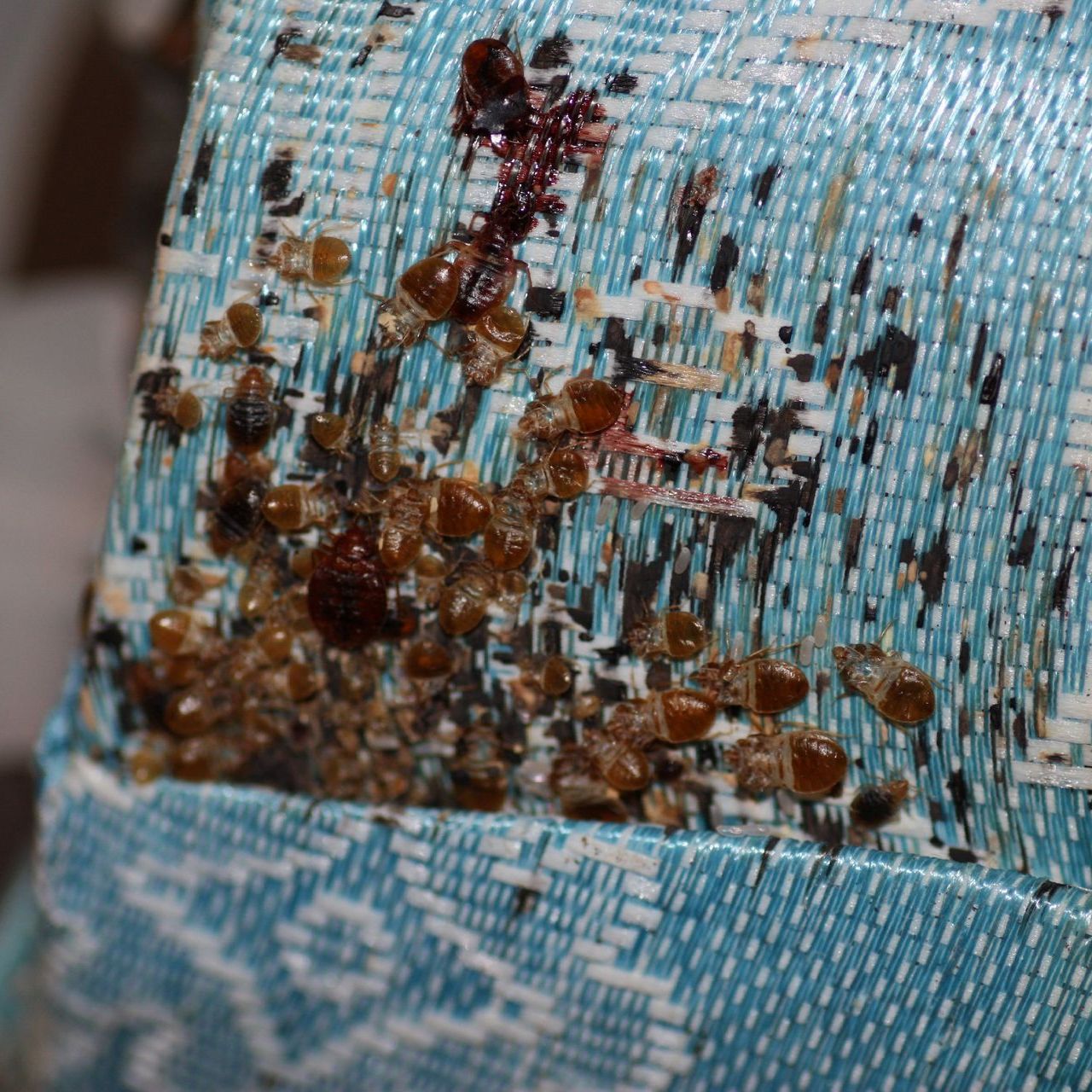 Termite damage of a piece of wood that has rendered it into crumbles.