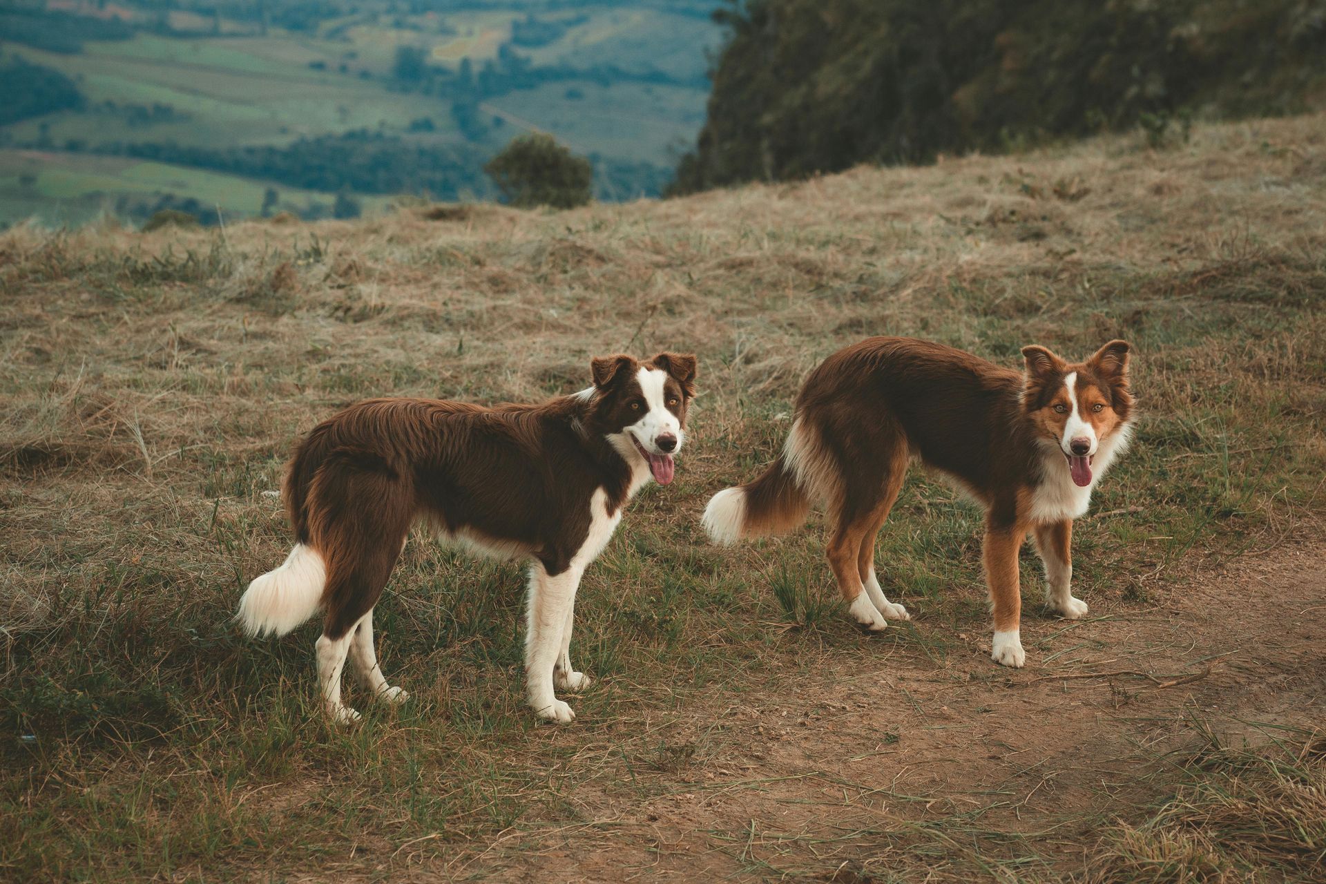 picture of two dogs outside by SOS Pest Control