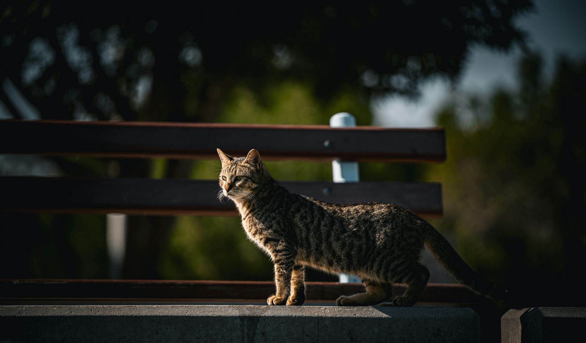 Photo of cat on ranch, bed bugs on cats SOS Pest Control