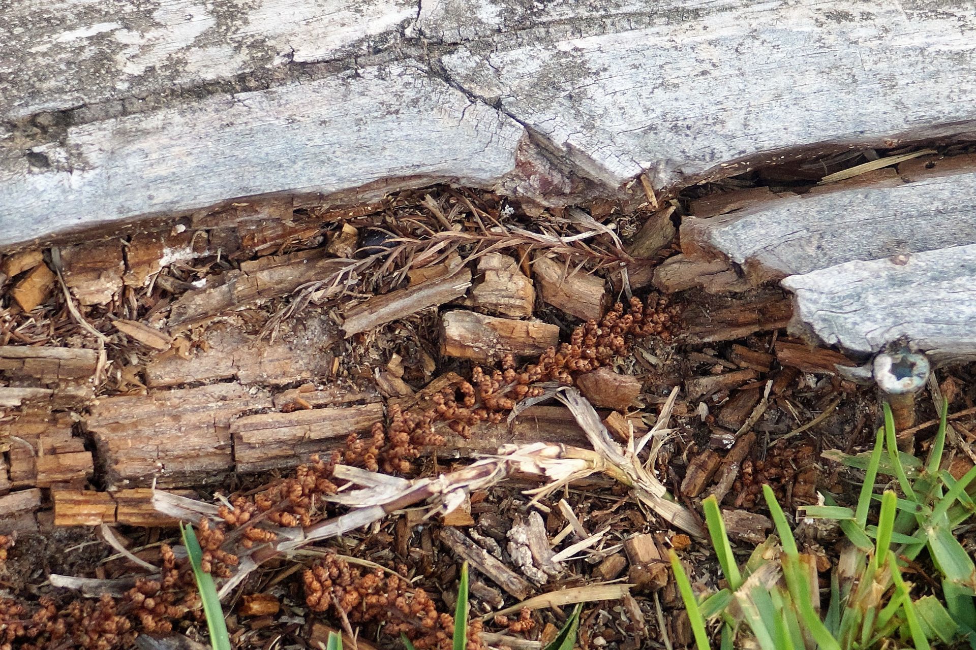 Termite damage of a piece of wood that has rendered it into crumbles.