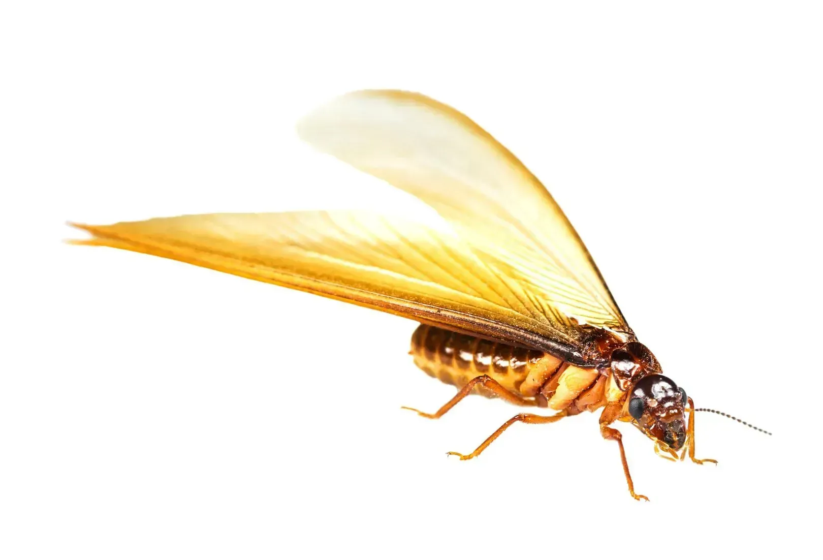This is a close up of a termite. It is a gold tone with long wings.
