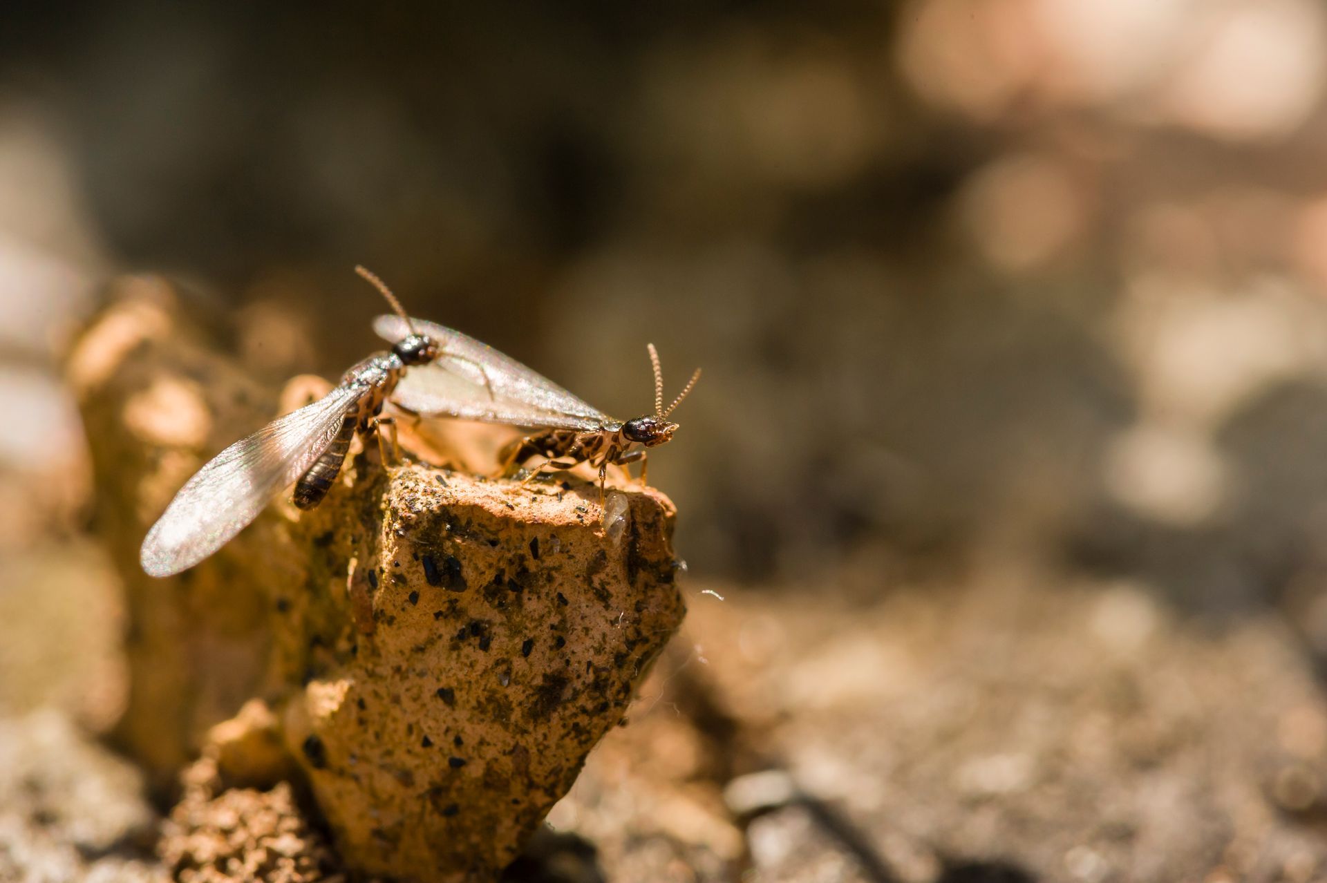 Winged termites sitting on a rock. 