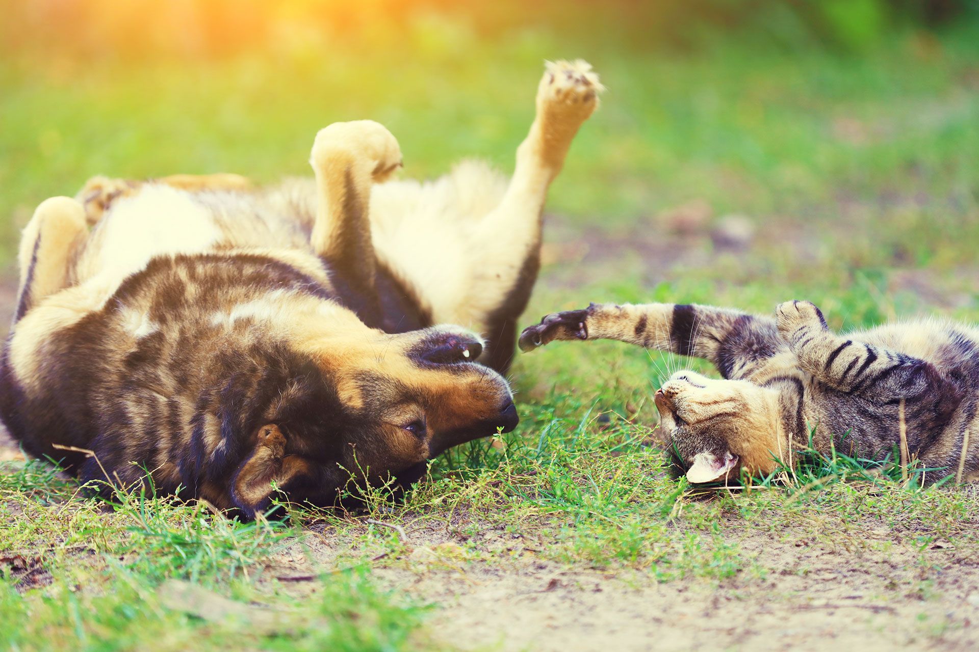 adopt pets
