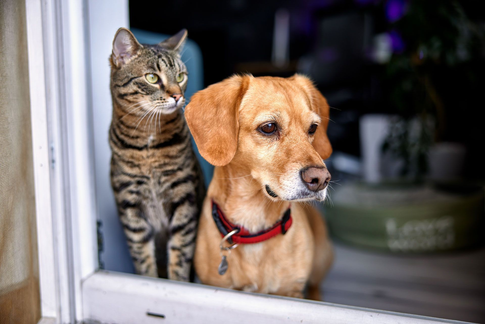 Spay / Neuter Clinics