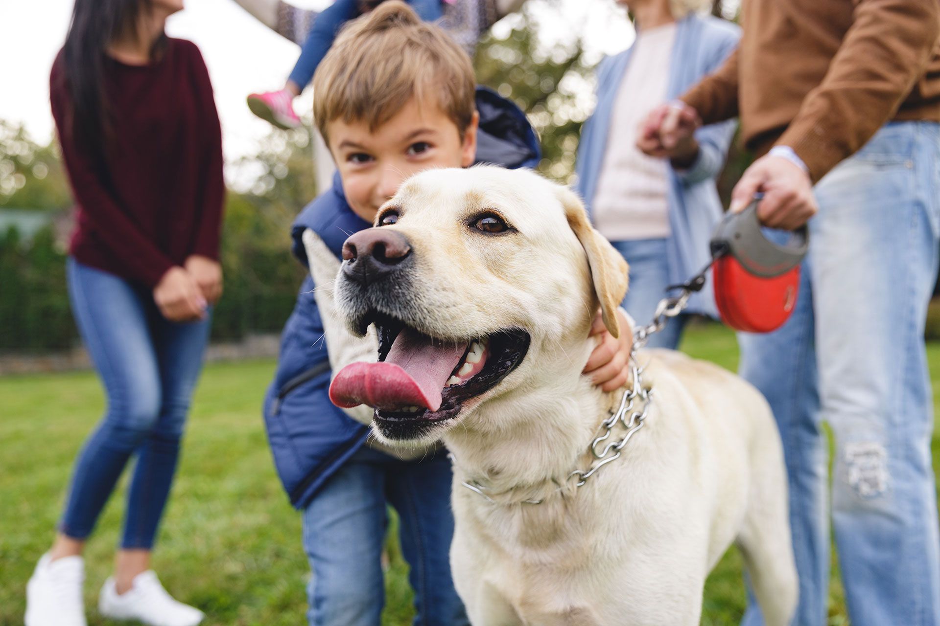 adopt application