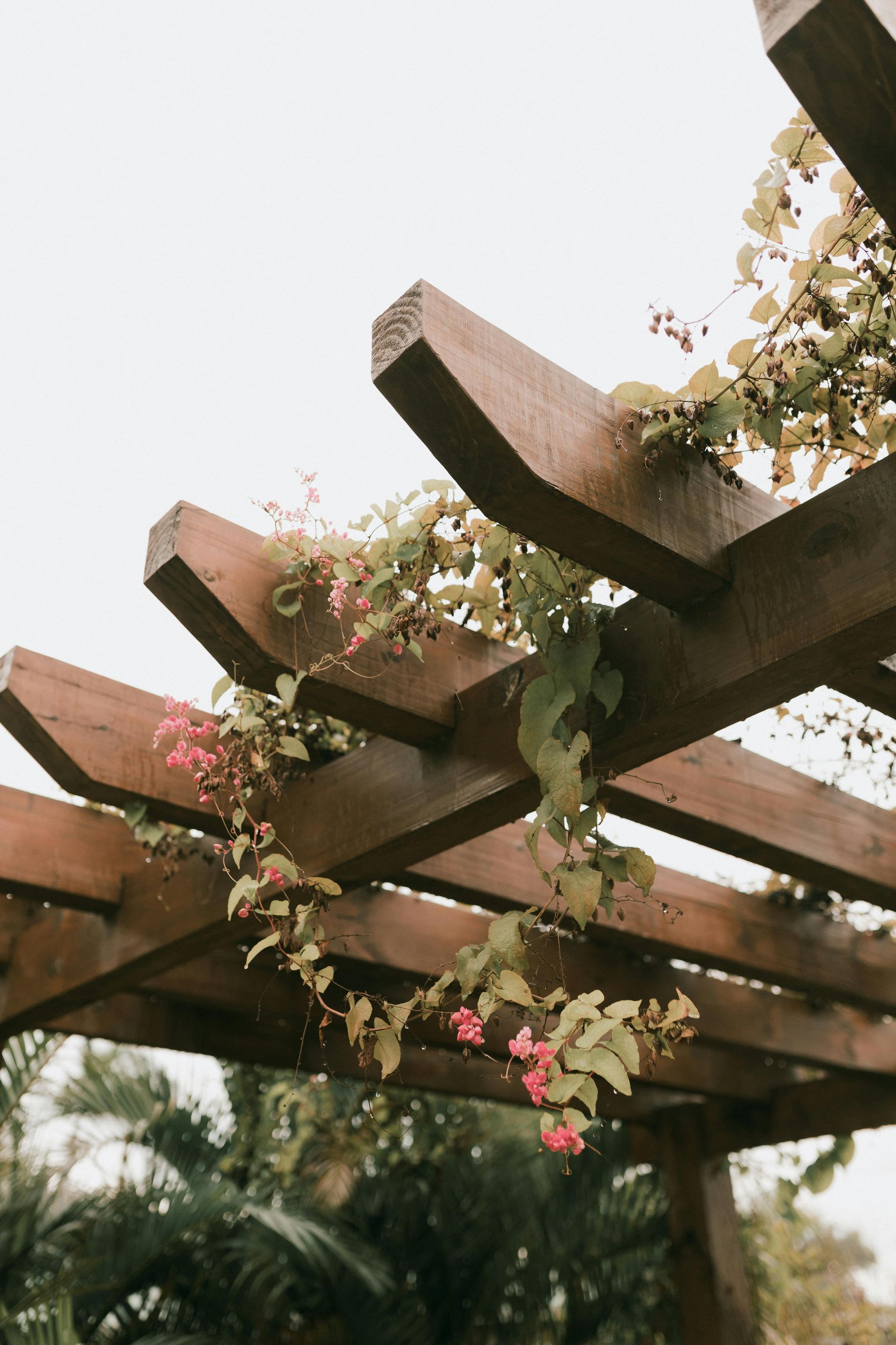 Wooden pergola with flowering vines and greenery against a bright sky