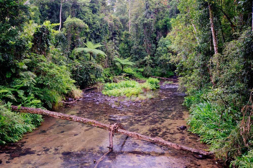 A River in the Middle of a Lush Green Forest — Gori Marble & Granite Pty Ltd in Innisfail, QLD
