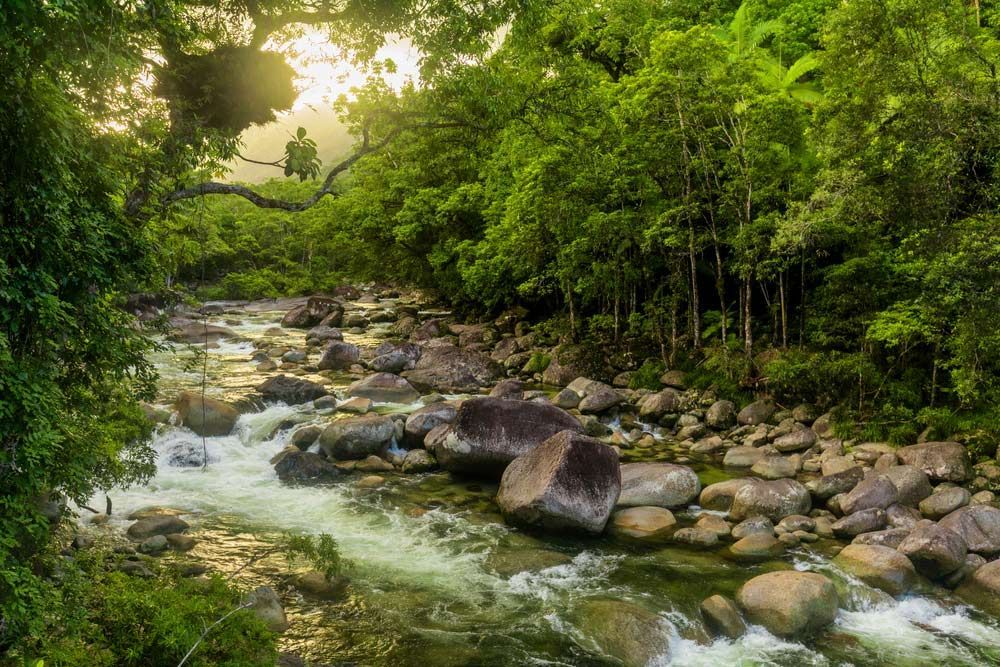A River Flowing Through a Lush Green Forest Surrounded by Rocks — Gori Marble & Granite Pty Ltd in Mossman, QLD