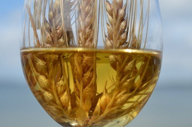 photo of class with wheat