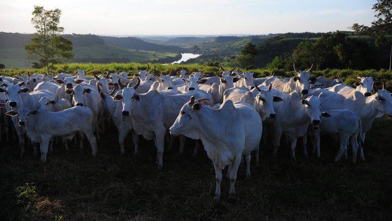 Animais a pasto Amazonas