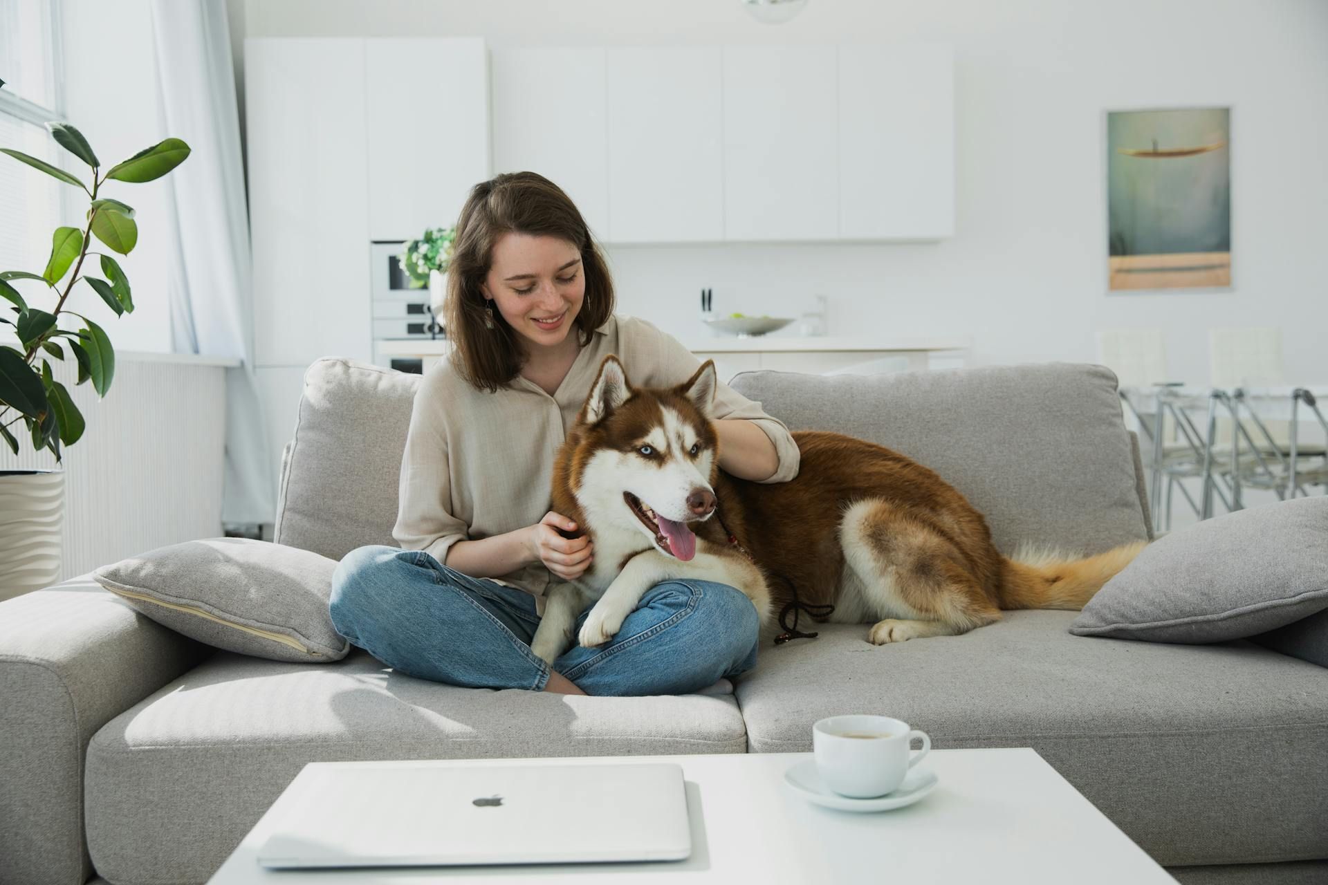 A person sits on a light gray sofa and pets a brown and white husky. A laptop and a cup are on a tab…