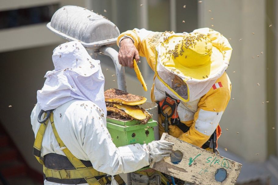 Two beekeepers in protective suits inspect a hive outdoors, one lifting a honeycomb frame.