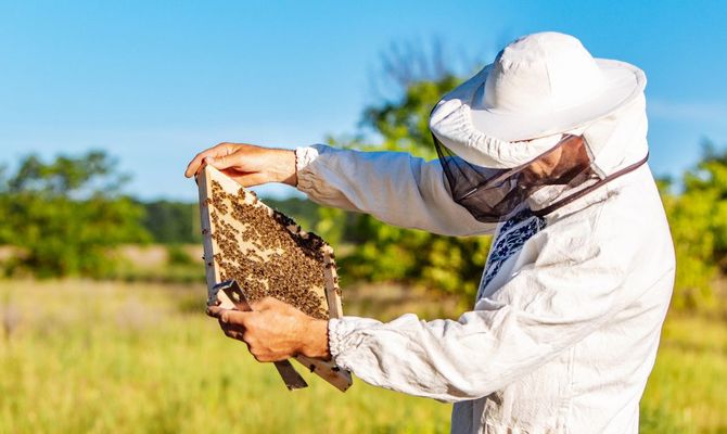 Person in white protective clothing inspects a beehive frame outdoors in a sunny field