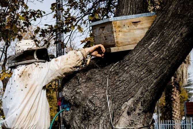 Worker trimming a large tree branch with a chainsaw outdoors