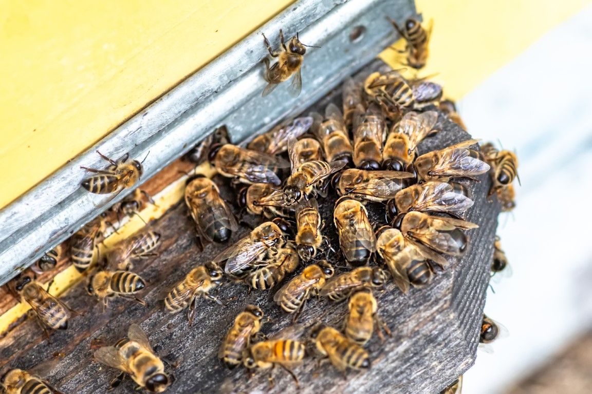 Honeybees clustered at a hive entrance on a wooden surface beneath yellow and metal panels