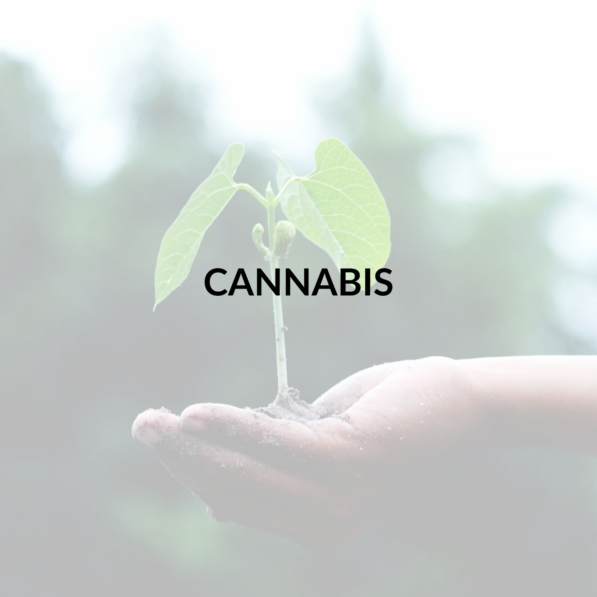 cannabis
