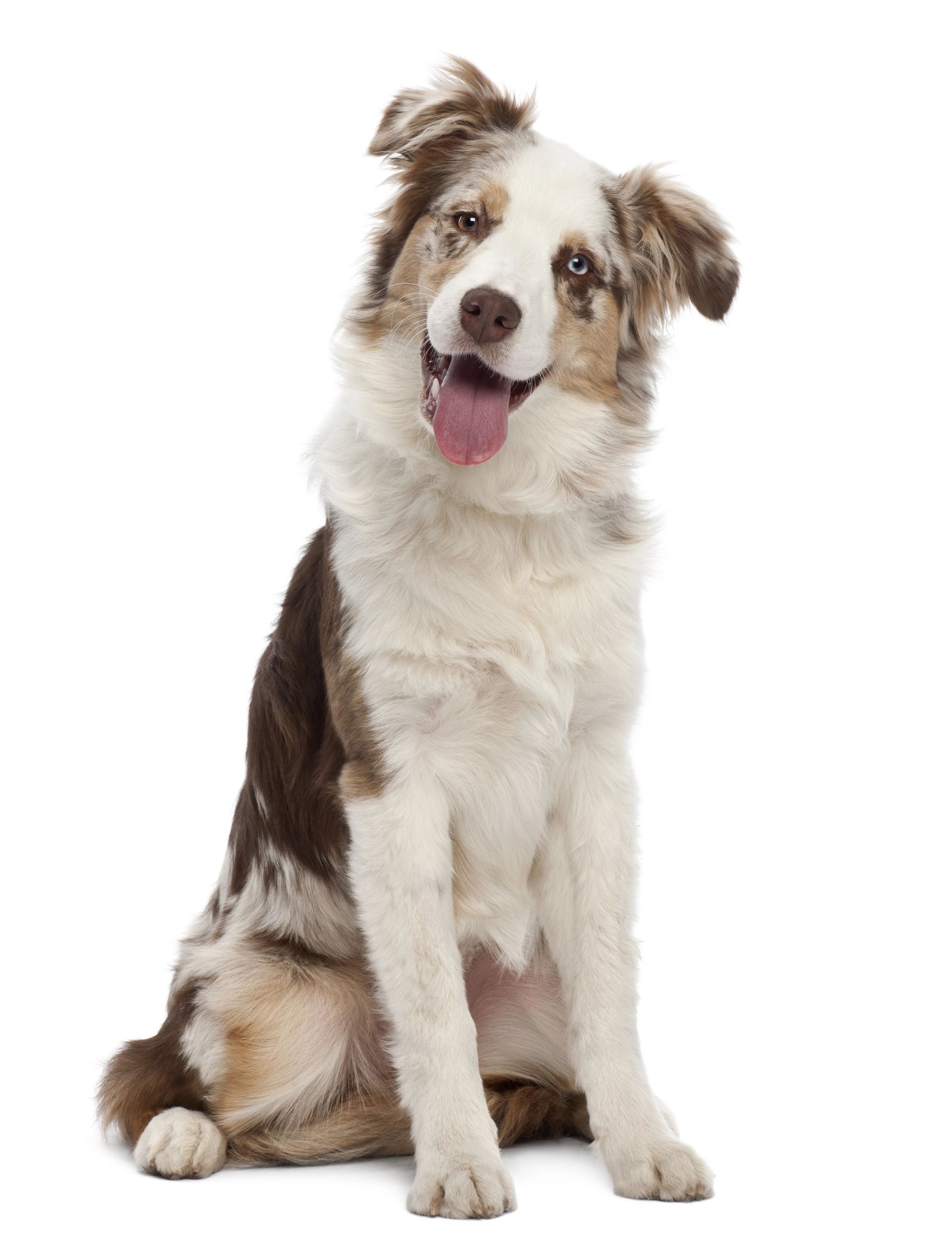 A brown and white dog is sitting on a white background