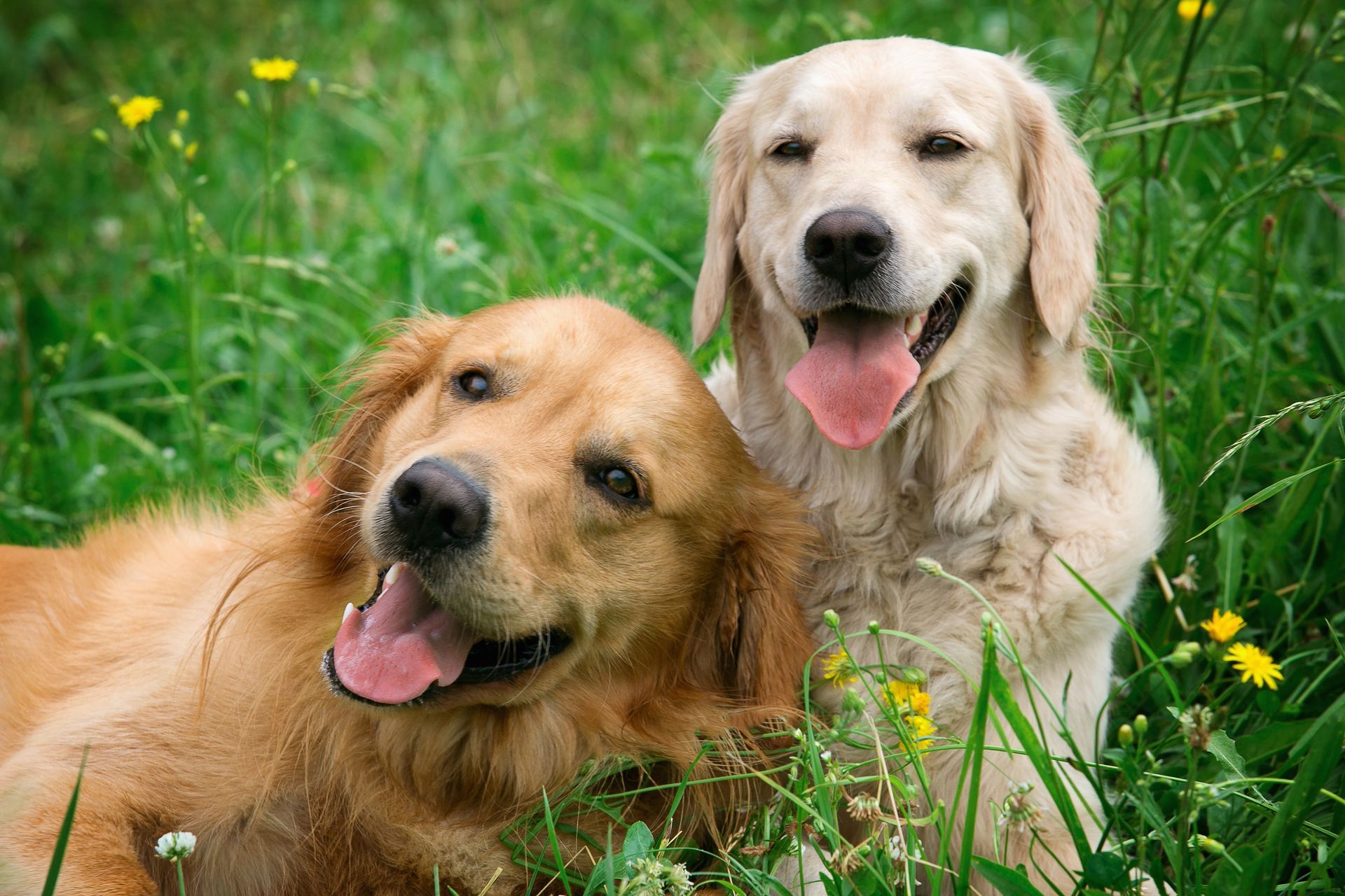 Two golden retrievers are laying in the grass together.