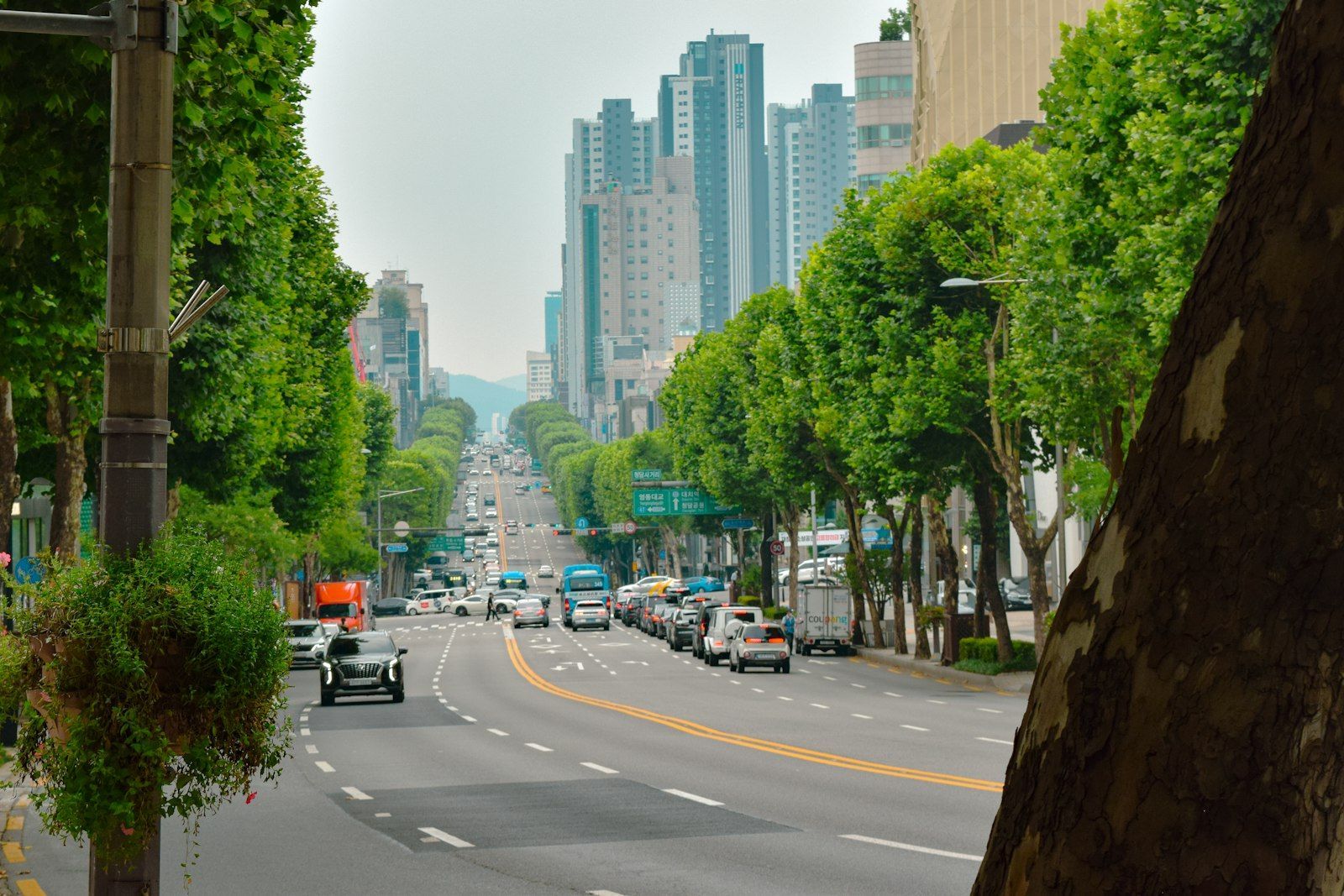 Tree-lined street in Seoul
