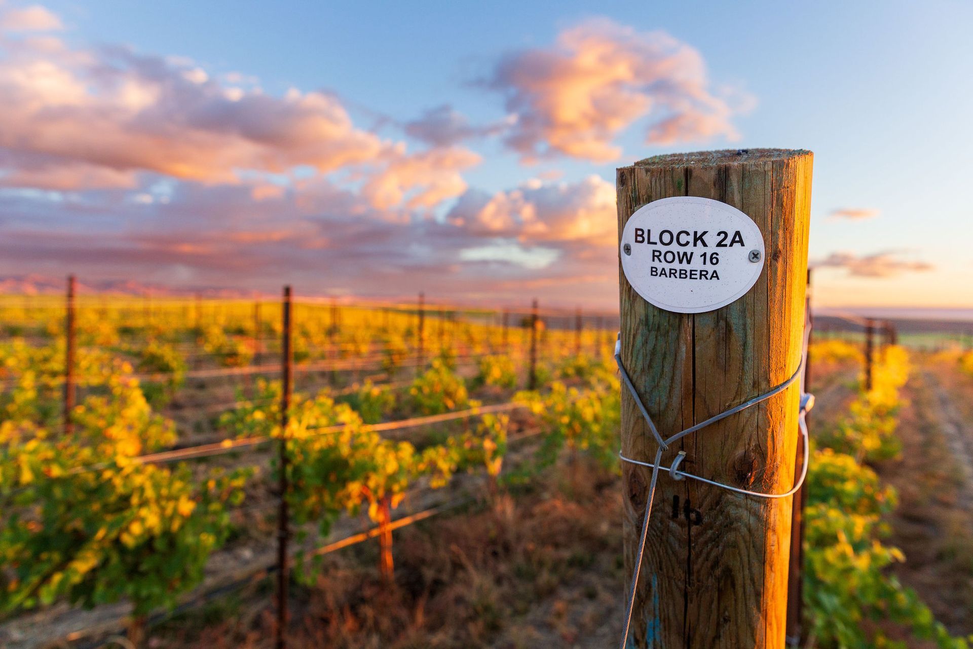 Vineyard post labeled 