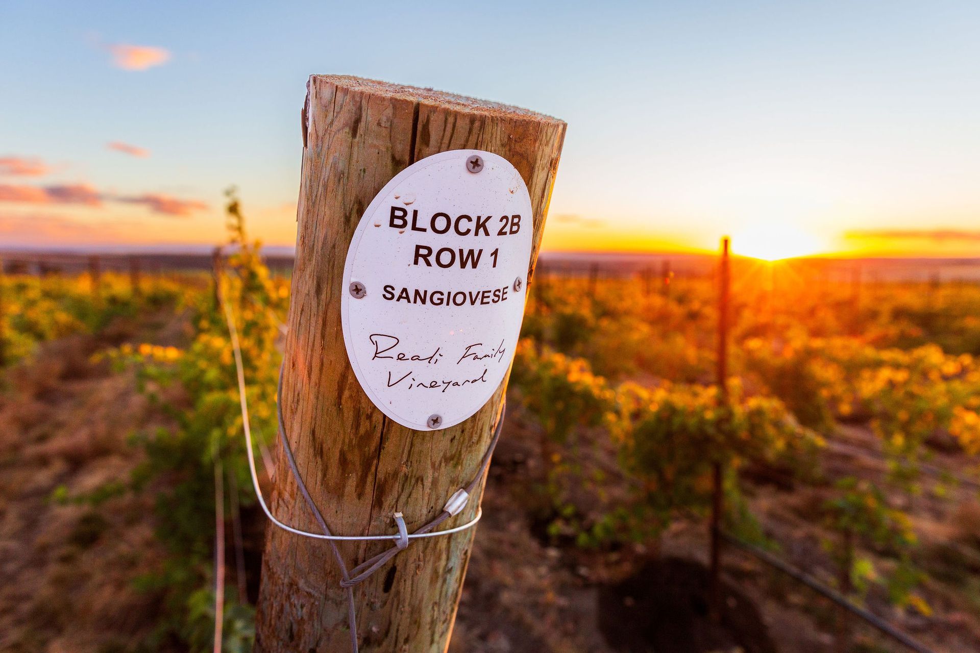 Row marker at Reali Family Vineyard, Walla Walla