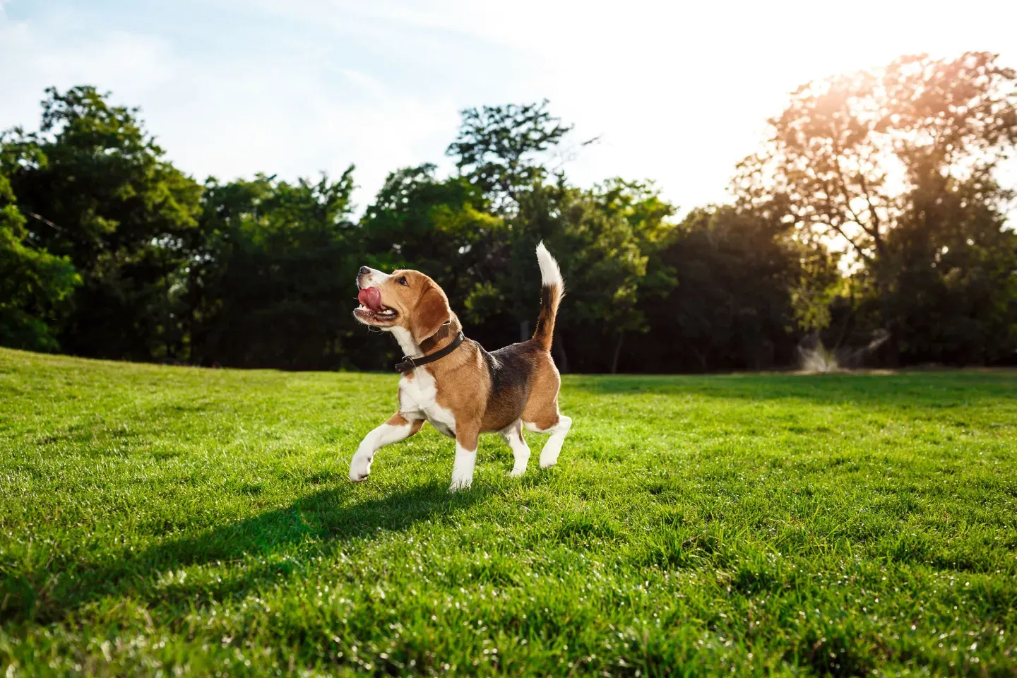 Mon chien aboie sans cesse : que faire ?