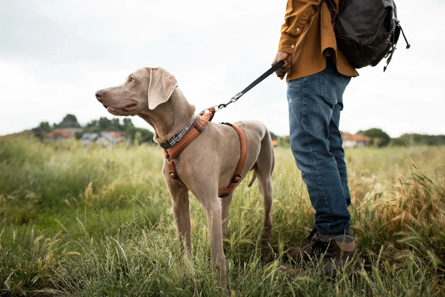 Mon chien aboie sans cesse : que faire ?