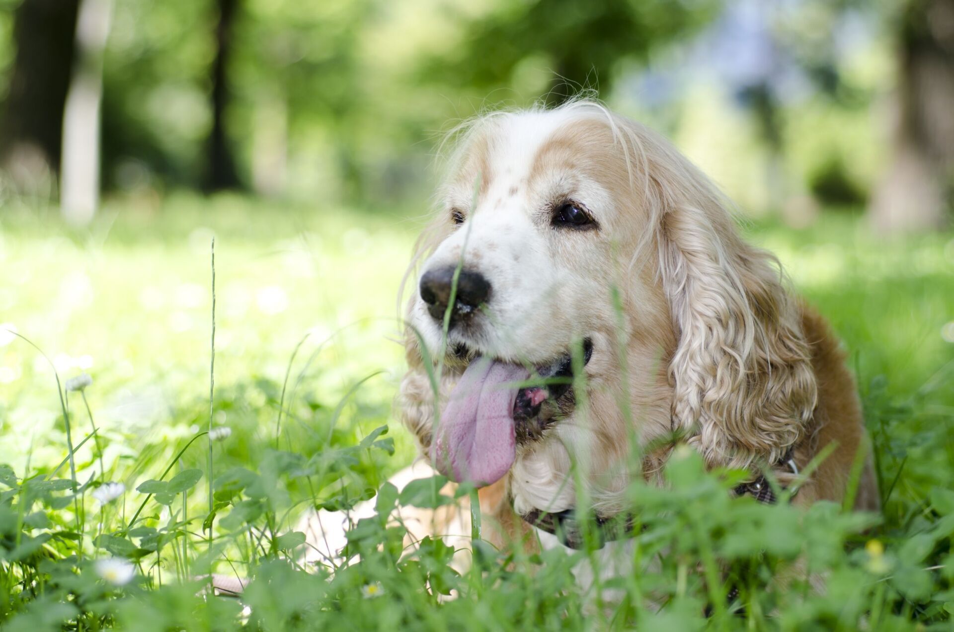 Mon chien aboie sans cesse : que faire ?