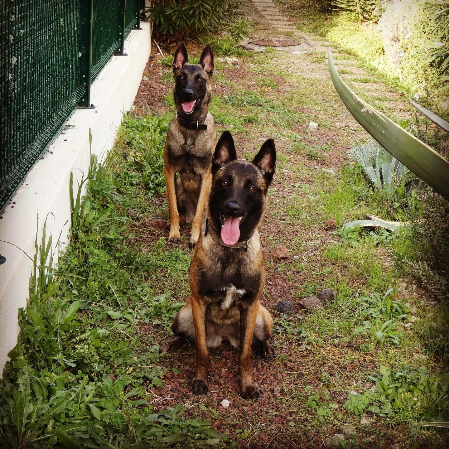 LE COMPORTEMENT DES CHIENS