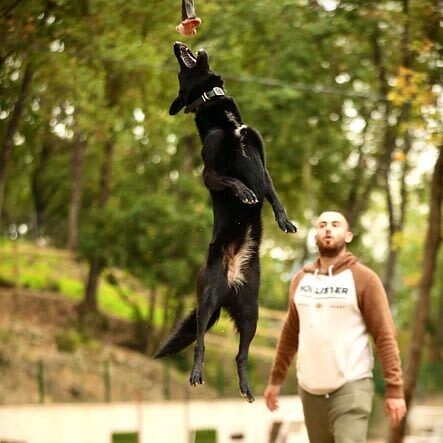 La méthode d’éducation positive des chiens