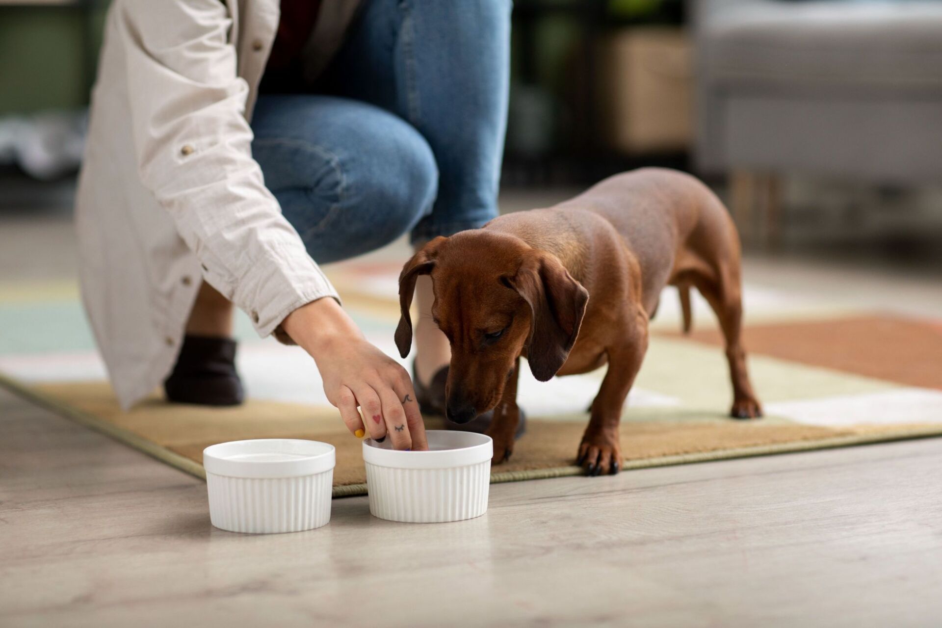 Mon chien aboie sans cesse : que faire ?