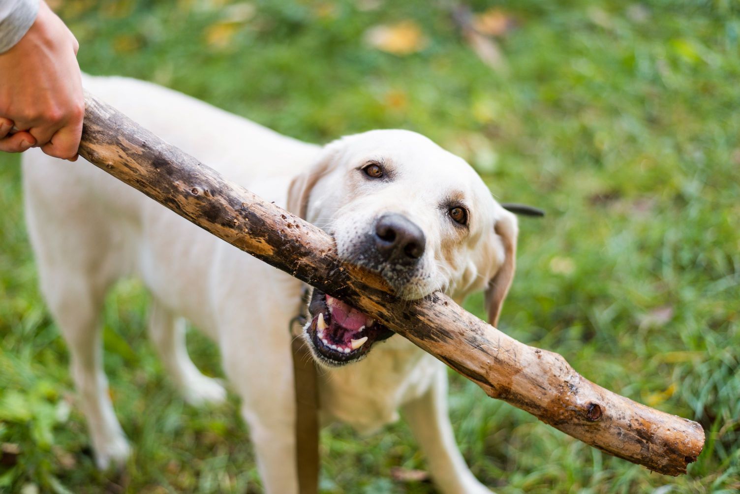 Faire un travail de sociabilisation