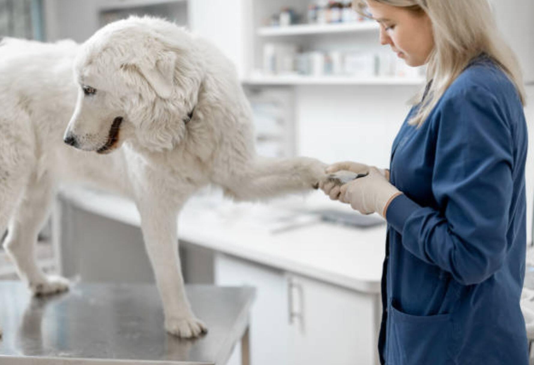 Mon chien aboie sans cesse : que faire ?