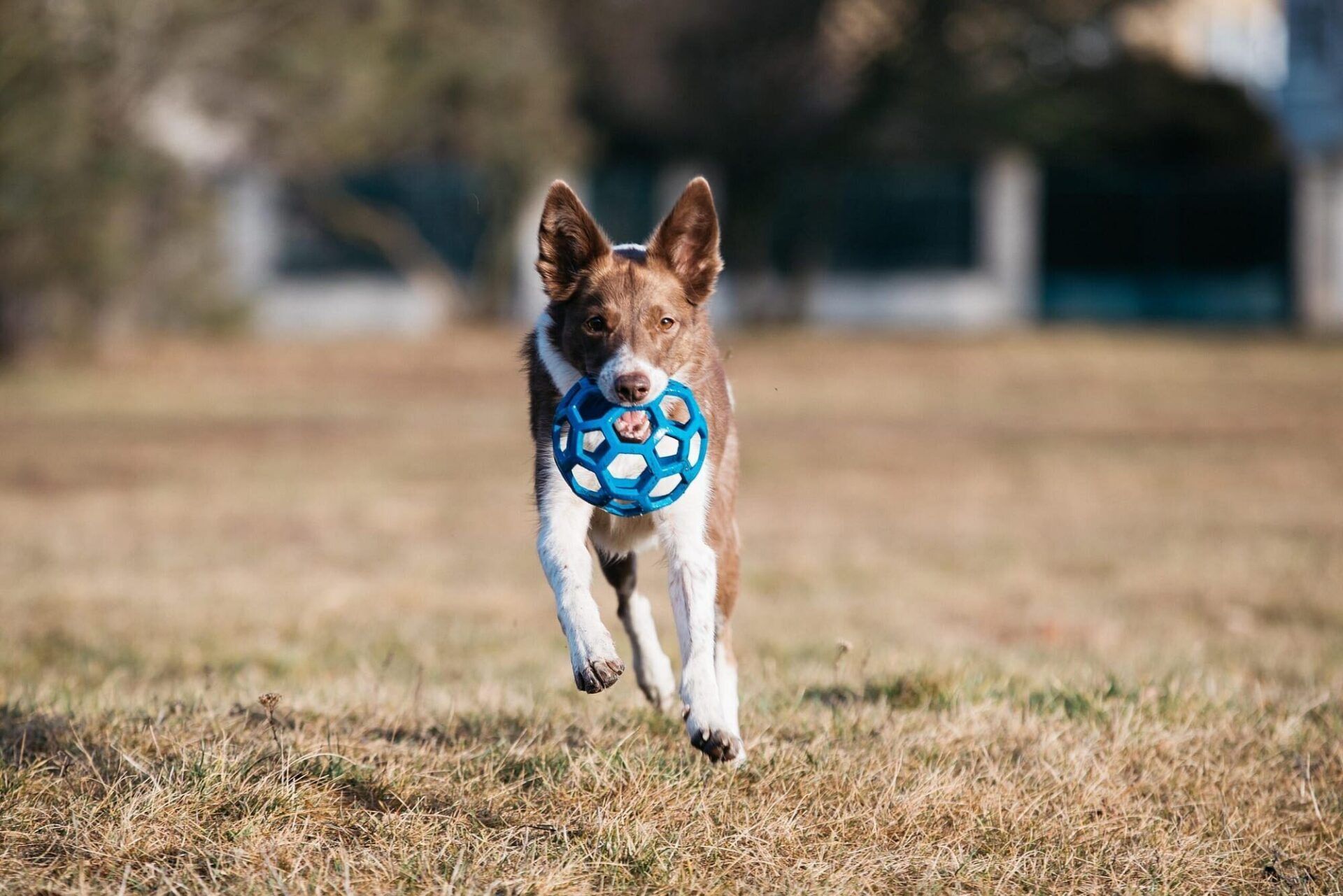 Les jouets pour chien : ma sélection utile