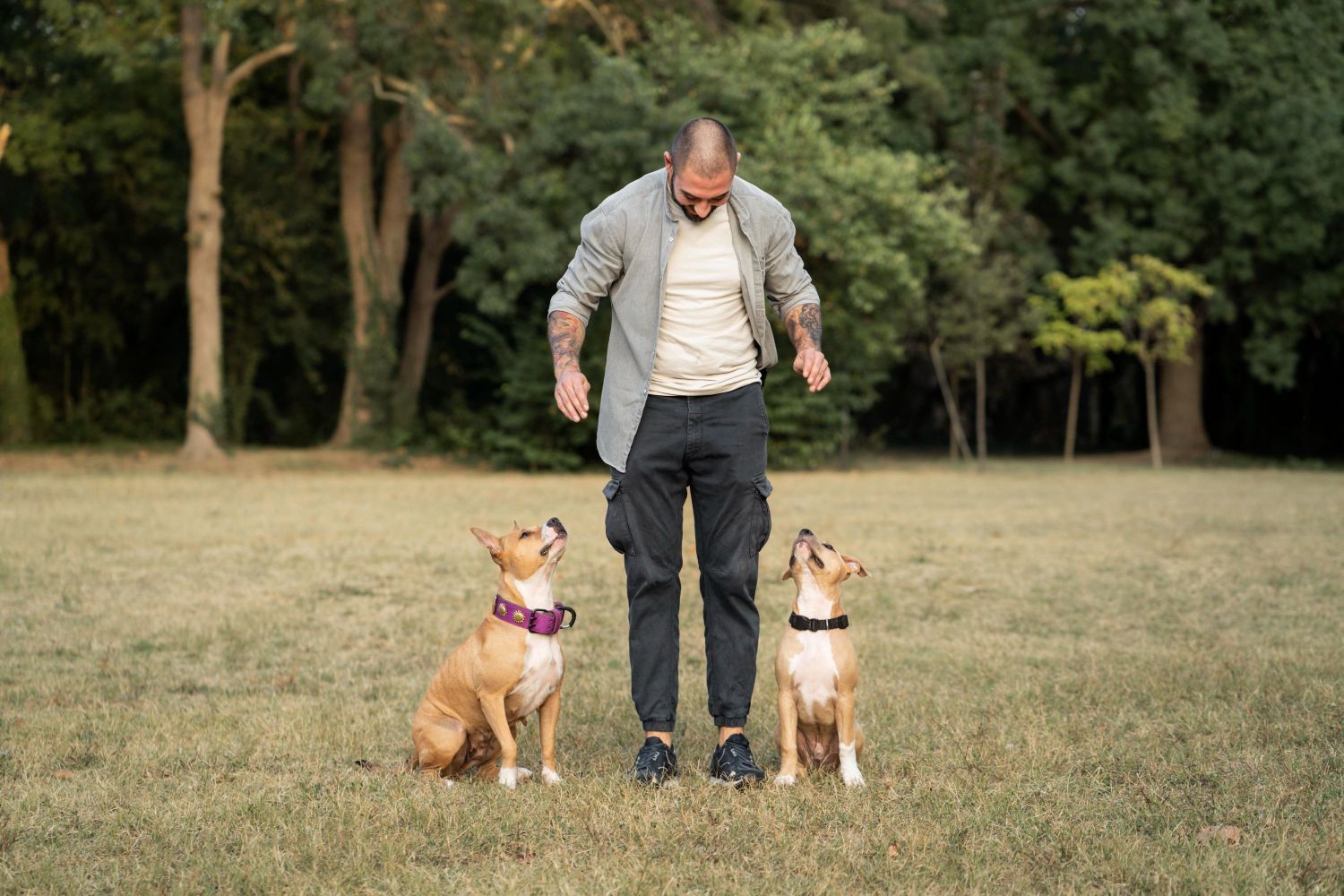 Mon chien aboie sans cesse : que faire ?